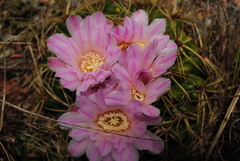 Gymnocalycium monvillei