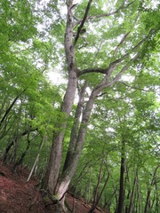 Fagus crenata