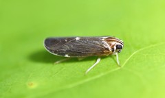 Synecdoche impunctata