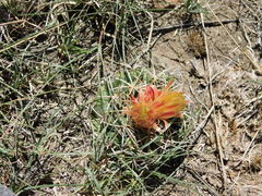 Coryphantha pycnacantha