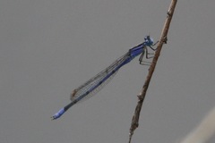 Enallagma semicirculare