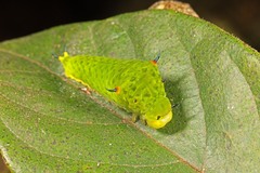 Graphium agamemnon