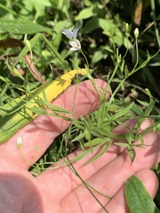 Campanula aparinoides