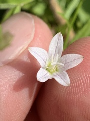 Campanula aparinoides