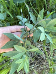 Sophoreae