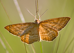 Idaea ochrata