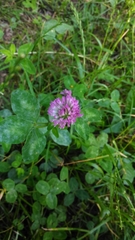 Trifolium pratense