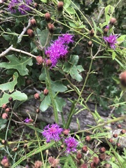 Vernonia texana