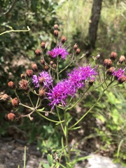 Vernonia texana