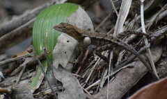 Anolis tropidonotus