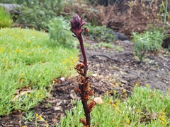 Orobanche minor