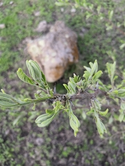 Vachellia pennatula