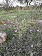Vachellia pennatula