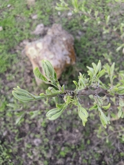 Vachellia pennatula
