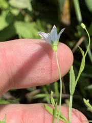 Campanula aparinoides