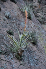 Tillandsia aguascalientensis