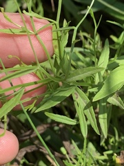 Campanula aparinoides