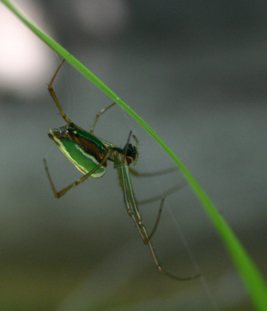 Lavender Vlei Spider