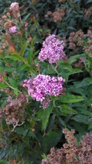 Spiraea