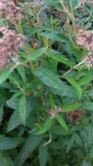 Spiraea