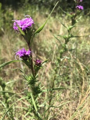 Liatris squarrosa