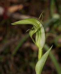 Pterostylis monticola