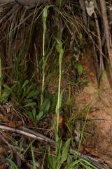 Pterostylis monticola