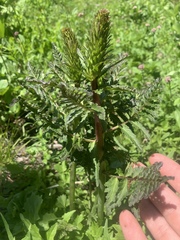 Pedicularis bracteosa