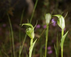 Pterostylis monticola