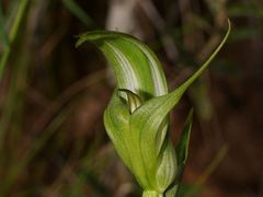 Pterostylis monticola