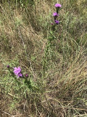 Liatris squarrosa