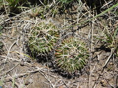 Echinofossulocactus crispatus