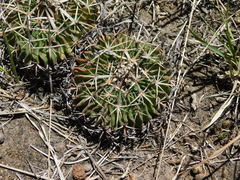 Echinofossulocactus crispatus