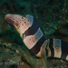 Banded Mud Moray - Photo (c) Dan Schofield, some rights reserved (CC BY), uploaded by Dan Schofield