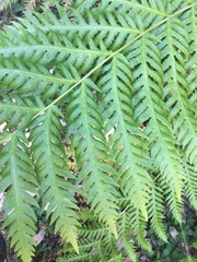 Woodwardia fimbriata image
