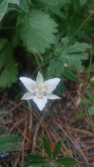 Calochortus lyallii