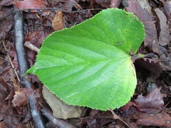 Tilia japonica