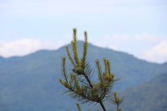 Pinus morrisonicola