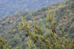 Pinus morrisonicola
