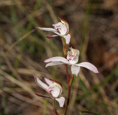 Caladenia moschata