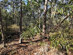 Acacia maidenii