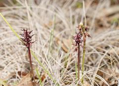 Genoplesium arrectum