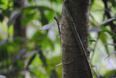 Draco melanopogon
