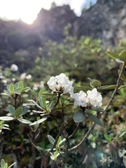 Rhododendron adamsii