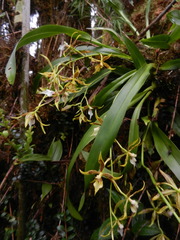 Oncidium multistellare