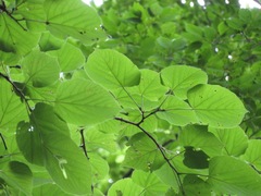 Tilia japonica