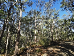 Acacia maidenii