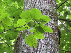 Tilia japonica