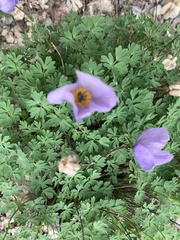 Paraquilegia microphylla