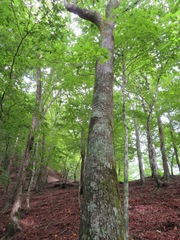 Tilia japonica